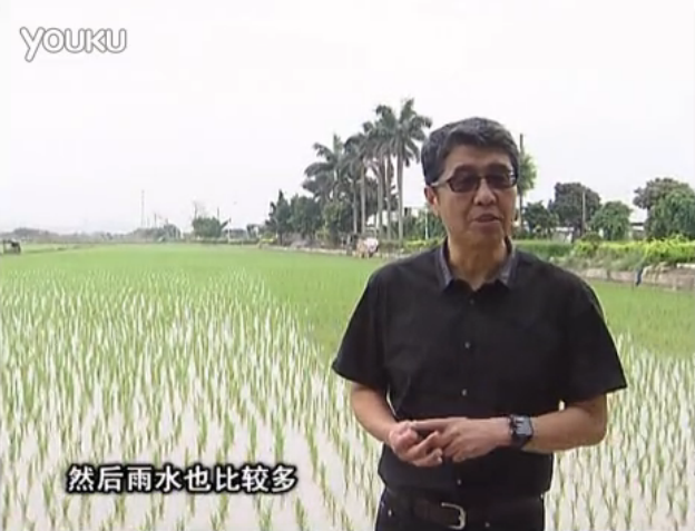 20160530珠江臺搖錢樹：水稻、甘蔗用微補方案，促根壯長勢，提高收益