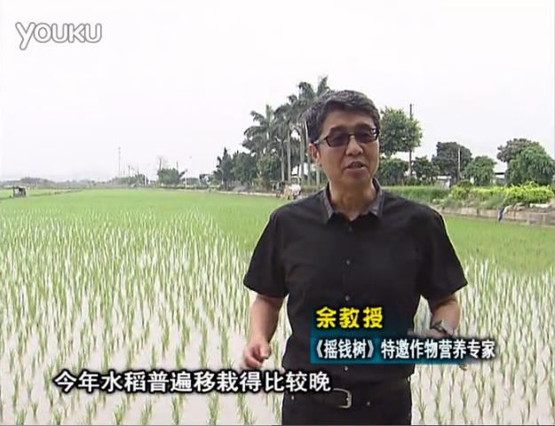 20160530珠江臺搖錢樹：水稻撒微補倍力、噴苗力，返青分蘗好，產量高