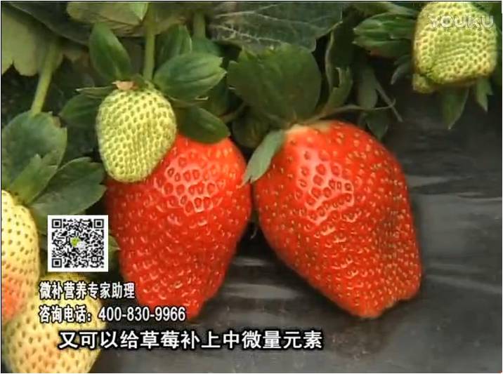 20170123珠江臺搖錢樹：草莓用微補方案，促根苗壯、開花坐果好