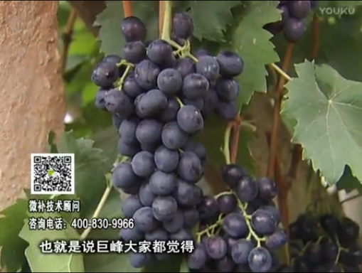 20170501珠江臺搖錢樹：葡萄用微補方案，品質高，賣價好