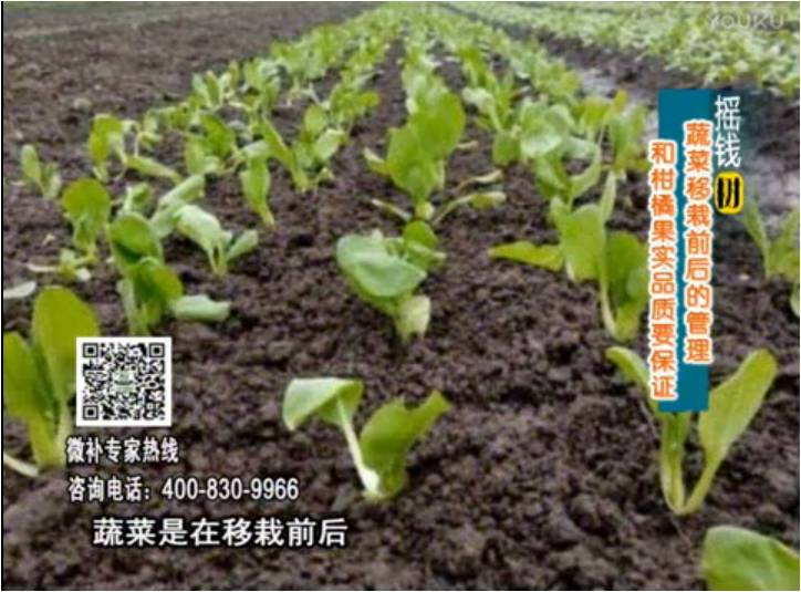 20170814珠江臺搖錢樹：蔬菜澆施微補，調酸促根，健壯長勢