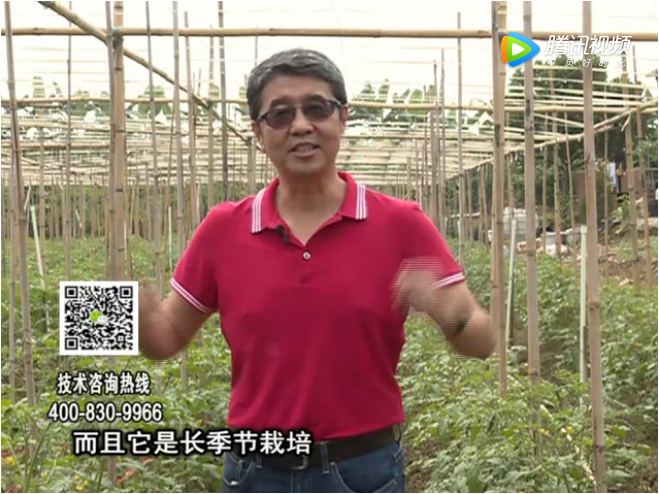 20171120珠江臺搖錢樹：番茄如何增產增收？