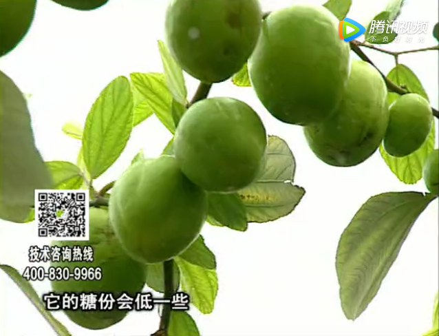 20171204珠江臺搖錢樹：青棗膨果增甜如何做？