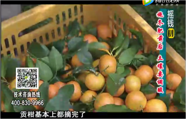 20180101珠江臺搖錢樹：柑橘土壤酸化怎么辦？
