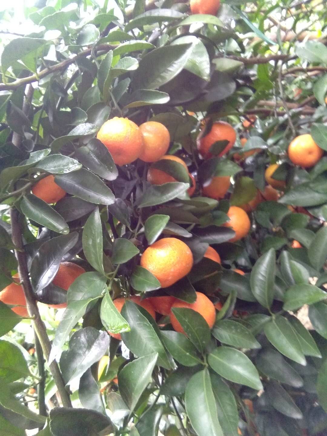 柑橘采前管理技巧